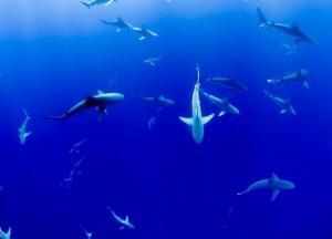 Ученые обнаружили древние ясли белых акул 