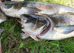 У плотины ДнепроГЭС массово погибла рыба