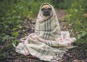 Ученые рассказали, чего боятся домашние питомцы