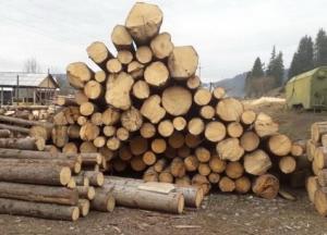 На Прикарпатье и Буковине предотвратили экспорт незаконно срубленного леса на миллионы гривен