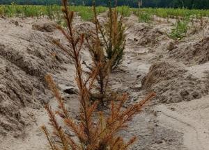 На Чернігівщині масово всихають ялини та сосни, 24 тисячі саджанців яких Латвія передала як гуманітарку