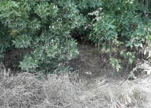 На Днепропетровщине нашли труп пропавшей девушки