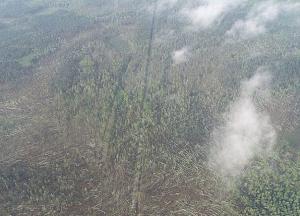 Мощный смерч под Житомиром повалил десятки гектаров леса (фото, видео)