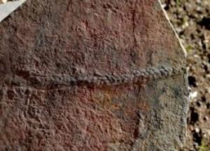 Ученые обнаружили след древнего животного, оставленный 550 миллионов лет назад