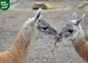 В Киевском зоопарке появилась пара новых питомцев (фото)