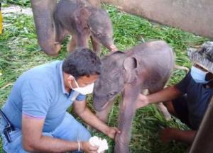 На Шри-Ланке впервые за 80 лет родились слонята-близнецы (видео)