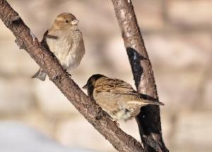 Прогноз погоды на выходные 12–13 февраля: весна уже близко