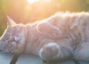 Прогноз погоды на 27 марта: весна идет в Украину