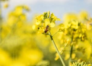 Прогноз погоды на 14 мая: в Украине тепло и дождливо