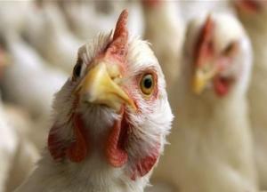 Беларусь запретила импорт птицы из Украины