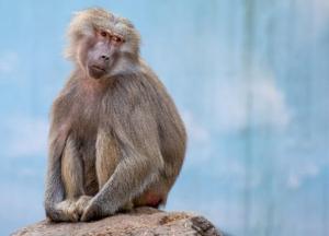 В Азии обнаружили сотни новых животных и растений