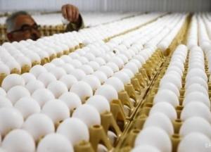 Украина впервые за годы независимости импортировала яйца из Беларуси