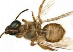 Ученые нашли первую живую пчелу-гермафродита