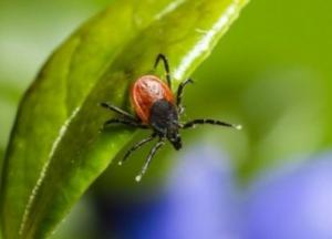 Укус клеща может вызвать хроническую аллергию на мясо