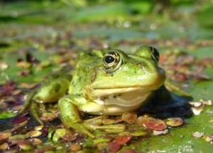 Ученые рассказали о странной особенности лягушек