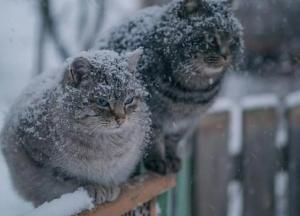 Прогноз погоды на 31 декабря: в Украине будет тепло и ветрено