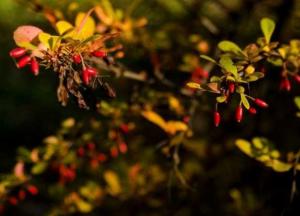 Прогноз погоды на 10 сентября: пятница будет радовать теплом и солнцем 