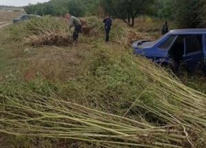 На Днепропетровщине полицейские обнаружили огромную плантацию конопли