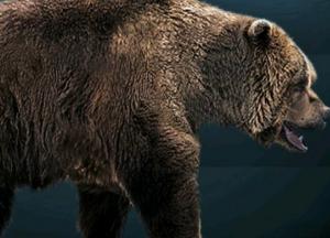 В Сибири обнаружили мумию доисторического медведя