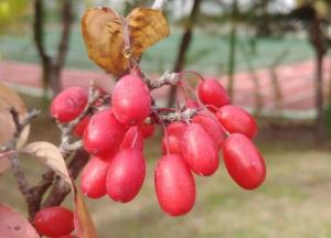 Медики назвали продукт, который нормализует артериальное давление