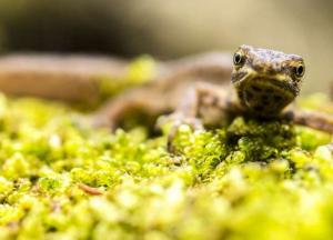 Самое большое земноводное на Земле обнаружили ученые