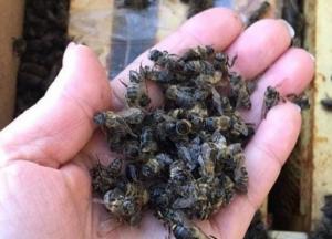 На Закарпатье погибли миллионы пчел при пересылке Укрпочтой (фото)