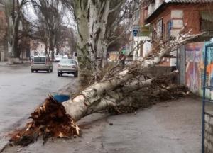 В Одессе погибла женщина, на которую упало дерево