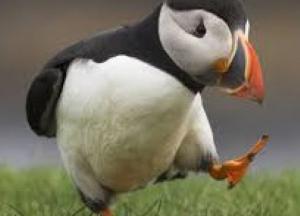 Пандемия коронавируса изменила поведение птиц (ВИДЕО)