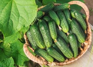 Врачи назвали летний овощ, который понижает давление и холестерин
