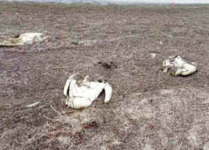 В Херсонской области погибли 90 лебедей