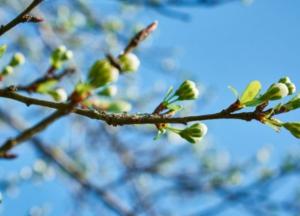 Теплая солнечная погода установится в Украине на выходные и начало недели