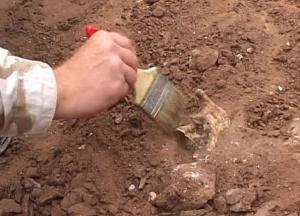 Археологи обнаружили челюсть предка собаки 