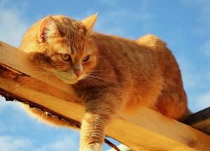 Прогноз погоды на 2 февраля: на Западную Украину придет потепление