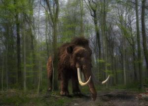 Ученые обнаружили огромное кладбище мамонтов 