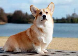 Ученые выявили новый коронавирус, которым собаки заражают человека