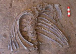 Ученые выяснили, как неандертальцы хоронили умерших