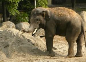 В Киеве слон играл в песочнице зоопарка (видео)