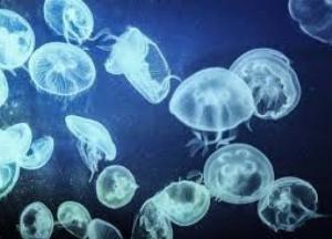 Нашествие медуз в Азовском море: дайверы показали снятое под водой видео