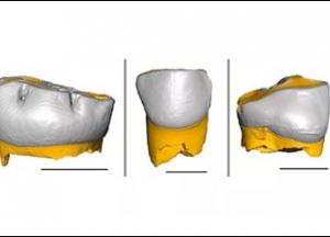 Названа общая черта у детей неандертальцев и современного человека