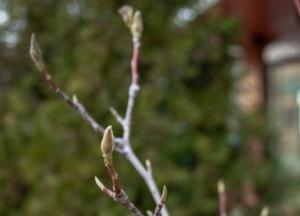 На Полтавщине перед Новым годом зацветает сирень и магнолия (фото)