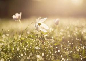 Прогноз погоды на 2 июня: в Карпатах возможен снег