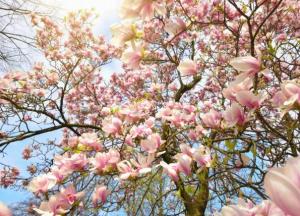 Какая погода ждет украинцев весной: прогноз метеоролога