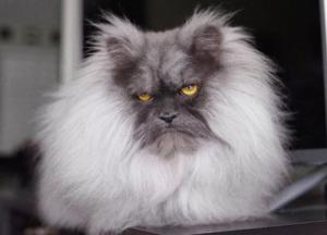 Самый злобный кот в мире, который покорил Сеть рогами и усами (фото)