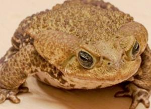 Ученые нашли почти неуязвимое к яду скорпионов животное