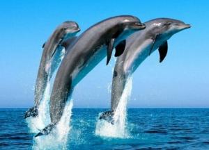 Женщину, которая 12 часов провела в открытом море, спасли дельфины