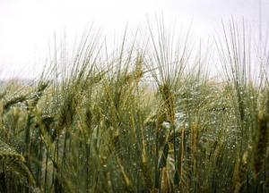 Прогноз погоды на 11 августа: по части Украины пройдут грозовые дожди