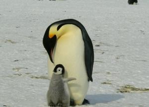 Ученые расшифровали говор африканских пингвинов