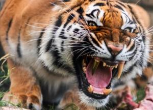 В Германии тигрице вставили золотой зуб