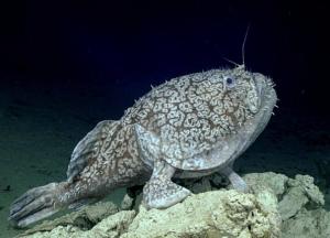 Ученые обнаружили рыбу, которая умеет ходить по дну (видео)