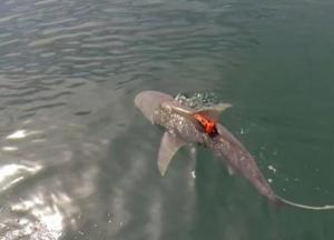 Ученые рассказали об удивительных особенностях акул